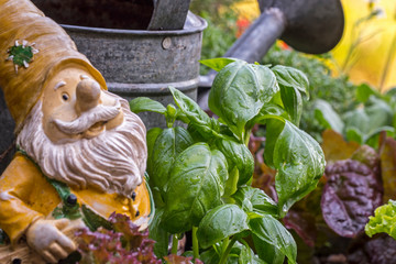 Wet green leaves of the culinary herb great basil (Ocimum basilicum) in front of old watering can and garden gnome in square foot garden in spring