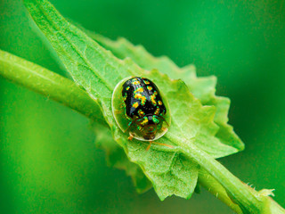 Tortoise beetles on the weeds with green background