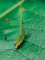 grasshopper portrait with a nice complexion