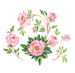 Watercolor illustration of beautiful roses painted on paper with paints