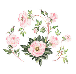 Watercolor illustration of beautiful roses painted on paper with paints