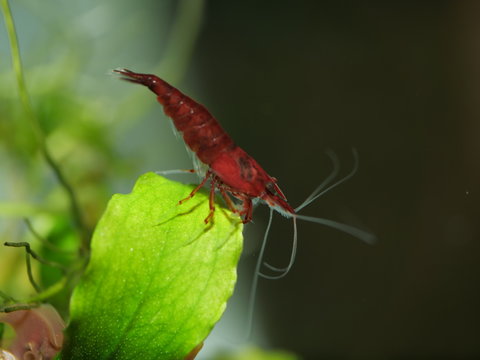 Neocaridina Davidi Bloody Mary Sakura Garnele