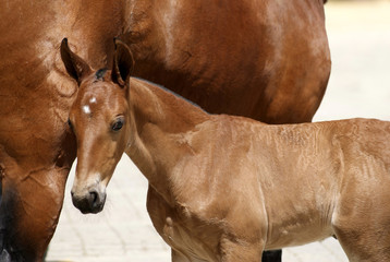 Face portrait of a young spanish horse foal with his mother