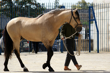 Obraz premium Portrait of a beautiful buckskin spanish stallion