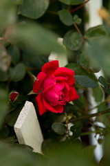 Beautiful red rose blooming on a white piket fence as seen through leaves above
