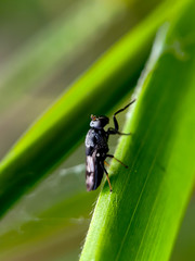 Insect on green leaf at forest
