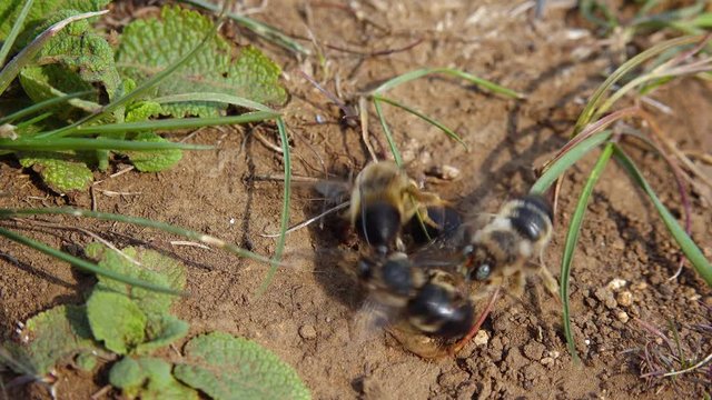 Wild bees during the breeding season, males fight for the opportunity to mate with females. Ukraine