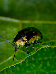 Dogbane beetle on green leaf background