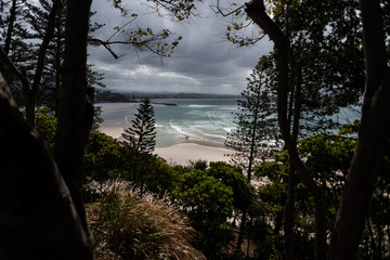 Forest on the beach in Australia