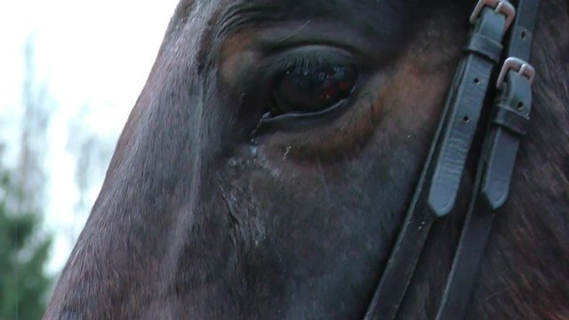 Muzzle of a Bay horse. The horse's gaze is close.