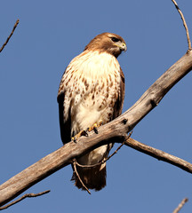 Red-tailed Hawk perched against a Blue Sky