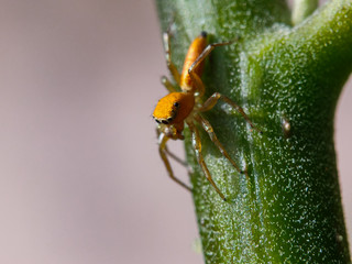 the spider perches on a leaf branch in the spring