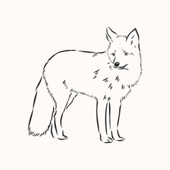 fox,vector image,side view picture isolated on white background,full length, wild red Fox vector illustration