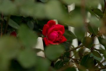 Beautiful red rose blooming on a white piket fence as seen through leaves above