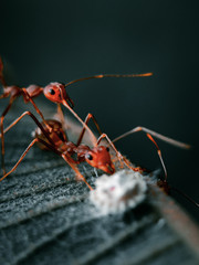 two ants on the leaves approach the white foam with a dark background