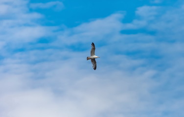 Flying bird river gull on the background of blue sky and white clouds (Background, banner, Wallpaper)