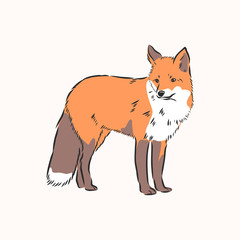 fox,vector image,side view picture isolated on white background,full length, wild red Fox vector illustration