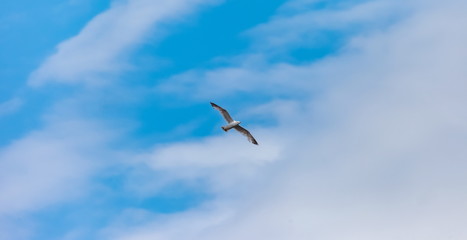 Flying bird river gull on the background of blue sky and white clouds (Background, banner, Wallpaper)