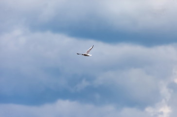 Flying bird river gull on the background of blue sky and white clouds (Background, banner, Wallpaper)