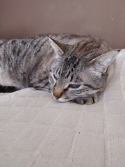 Gato  tumbado descansando en el sofá  en casa   