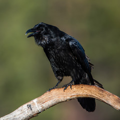Muninn the raven