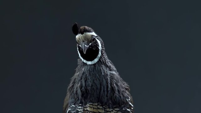California quail at black background. Close up. Slow motion