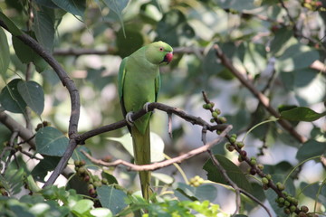 green parrot on branch from mumbai