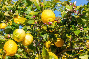 Citrons naturels dans son arbre.