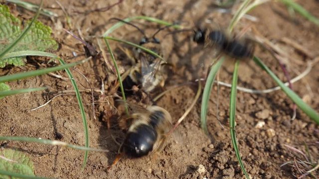 Wild bees during the breeding season, males fight for the opportunity to mate with females. Ukraine