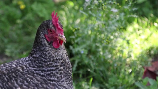 Poule coucou de Rennes