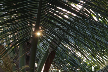 sunlight coming from palm tree ( coconut tree ). this picture taken from Mumbai.