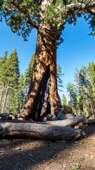 der größte Riesenmammutbaum im Yosemite Nationalpark