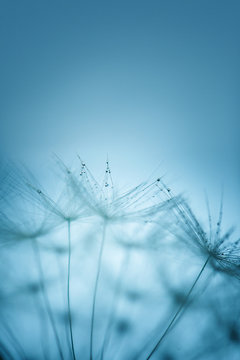 Closeup of dandelion flower with water drops on natural background © ver0nicka