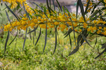 Blossoming of mimosa tree. Acacia pycnantha close up in spring, bright yellow flowers, coojong, golden wreath wattle, orange wattle, blue-leafed wattle.