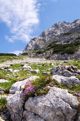 Fototapeta na wymiar Alpine mountain wildflowers near top of the Grosser Donnerkogel Mountain in Alps, Gosau, Gmunden district, Upper Austria federal state, sunny summer day, clear blue sky, exploration wanderlust concept