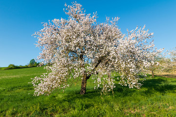 Ein Apfelbaum in voller Blüte im Frühling.