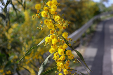Blossoming of mimosa tree. Acacia pycnantha close up in spring, bright yellow flowers, coojong, golden wreath wattle, orange wattle, blue-leafed wattle.