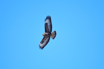 Mäusebussard im Flug in der Oberlausitz