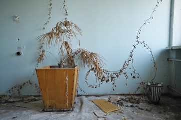 Faded flowerpot in hospital of Chernobyl zone