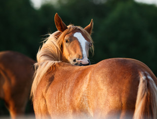 Fototapeta na wymiar portrait of a brown horse
