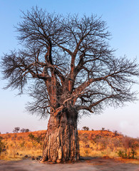 Old Baobab Tree at Sunset, Botswana, Africa