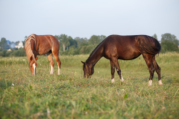 Obraz na płótnie Canvas two horses grazing in a meadow
