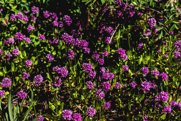 purple flowers in the garden