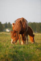 horse and foal eating grass