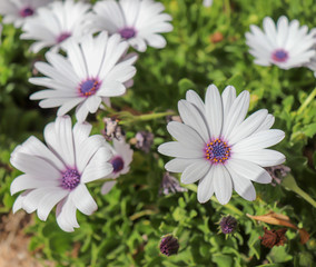 Group of beautiful african moon flowers in a garden.