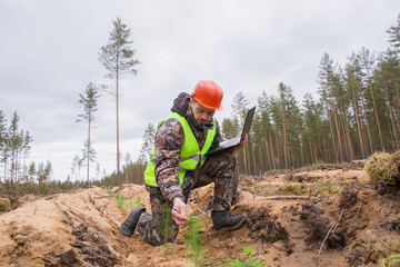 A forester with a computer records the planted pine seedlings. Forester checks the development of...