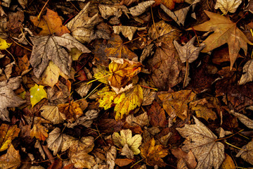 Falling leaves