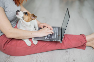 Puppy Jack Russell Terrier sits and misses the faceless girl's lap. Unrecognizable woman sitting on...