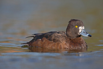 A adult female tufted duck (Aythya fuligula) swimming and foraging in a city pond in the capital city of Berlin Germany. Photographed from a low angle .