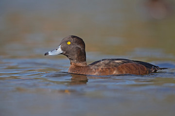 A adult female tufted duck (Aythya fuligula) swimming and foraging in a city pond in the capital city of Berlin Germany. Photographed from a low angle .